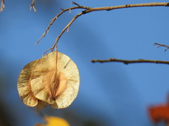 Hymenocardia ulmoides