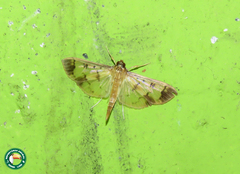 Eulepte inguinalis