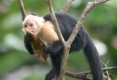 White-Headed Capuchin photo 2