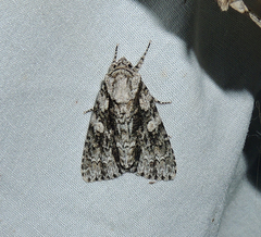 Acronicta liturata