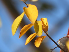 Hymenocardia ulmoides