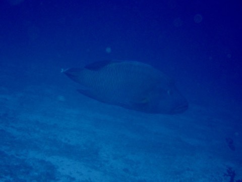 Napoleon Wrasse