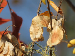 Hymenocardia ulmoides