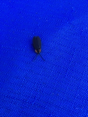 Lucidota atra