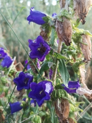 Campanula medium