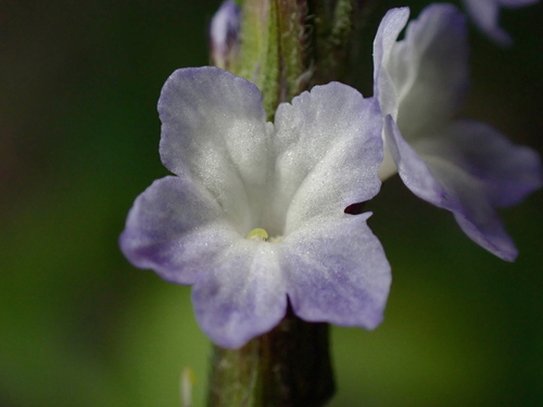 Stachytarpheta cayennensis