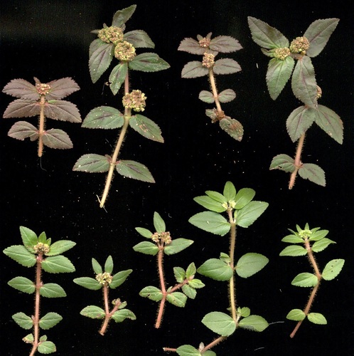 Euphorbia ophthalmica