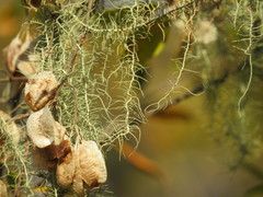 Hymenocardia ulmoides