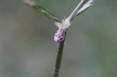 Acanaloniidae