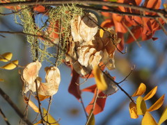Hymenocardia ulmoides