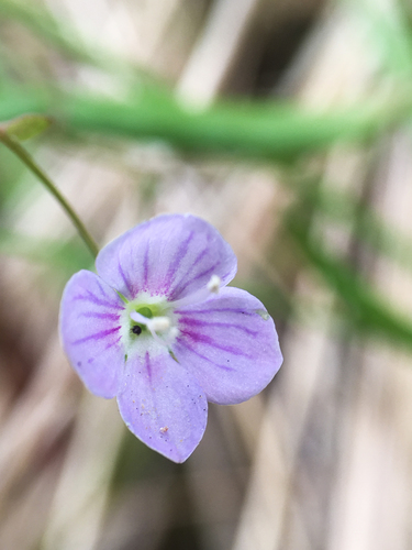 Veronica scutellata iNat (3)