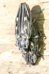 Chalcophora mariana