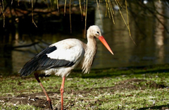 Ciconia ciconia