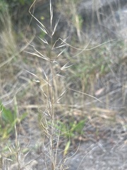 Knotty Spear Grass (Austrostipa nodosa)