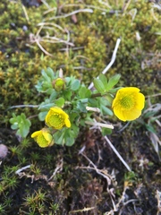 Ranunculus nivalis