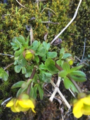 Ranunculus nivalis