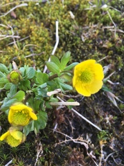 Ranunculus nivalis