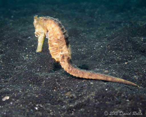 File:Cavalo Marinho (Hippocampus) - Aquário de São Paulo - panoramio.jpg -  Wikimedia Commons