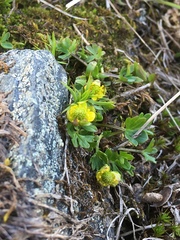 Ranunculus pygmaeus