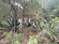 Agave atrovirens