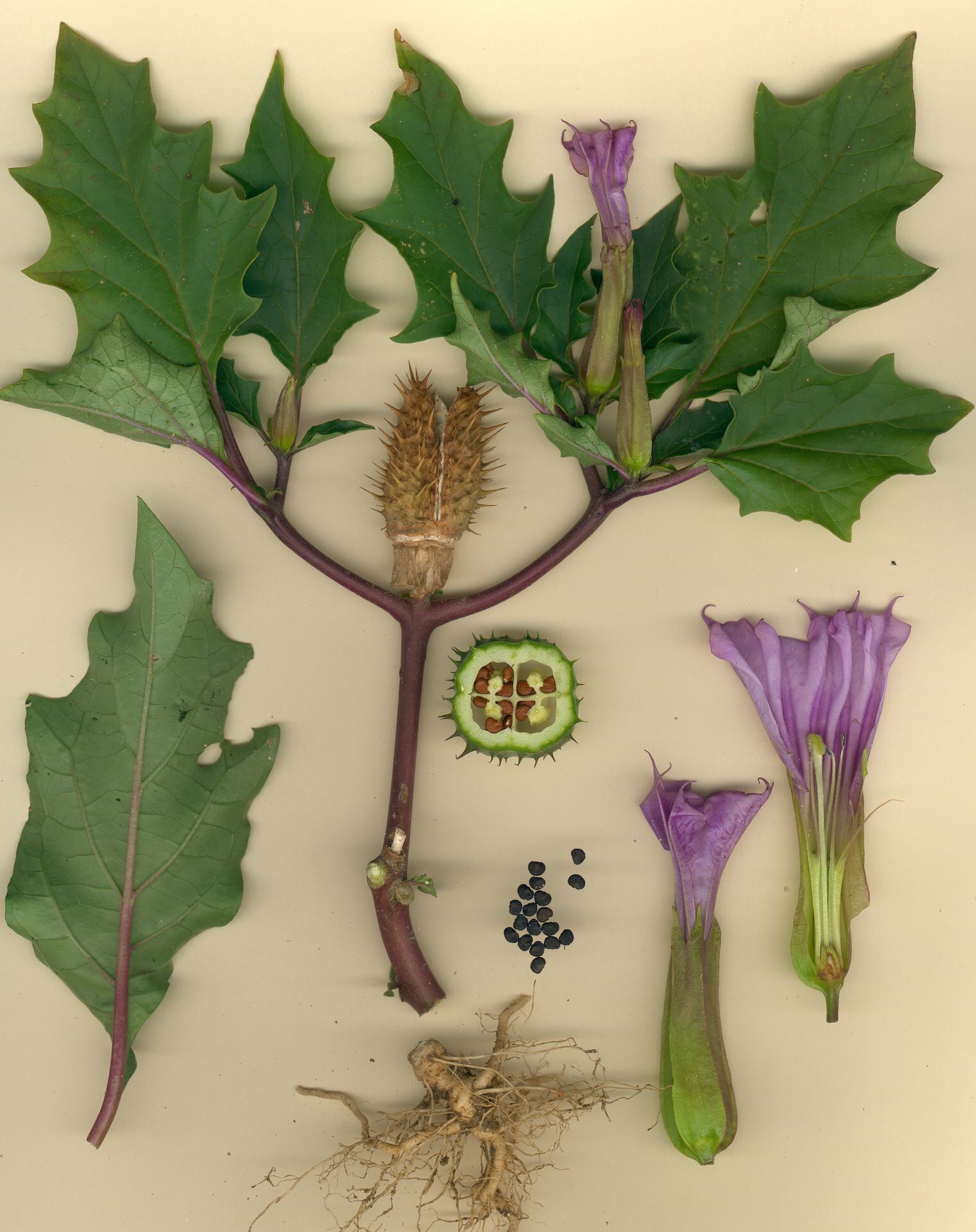 jimsonweed (Datura stramonium) · iNaturalist, image size:1521x1920