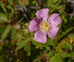 Rosa pisocarpa pisocarpa