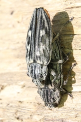 Chalcophora mariana