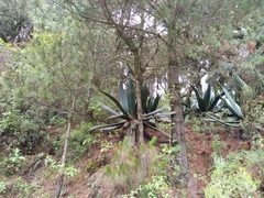 Agave atrovirens