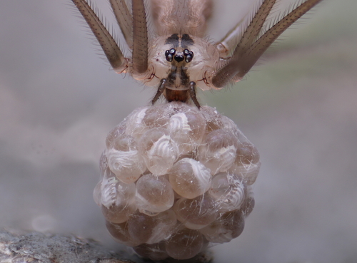 Manuel's Cellar Spider