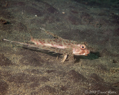 Dactyloptena orientalis
