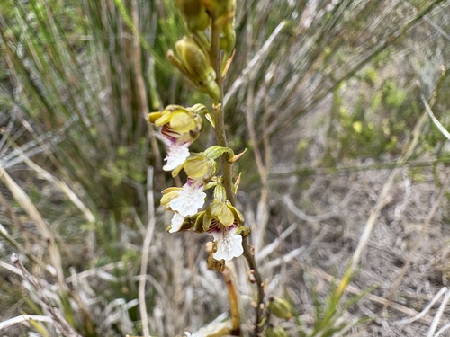 Image of Eulophia micrantha by (c) Charleen Brunke, some rights reserved (CC BY)