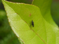 Dolichopodinae