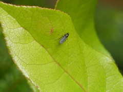 Dolichopodinae