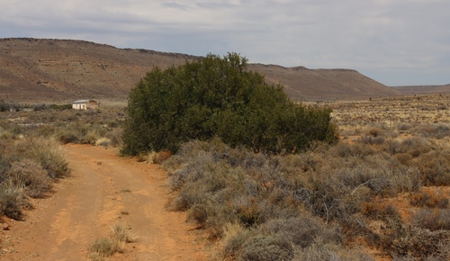 African Sumac