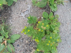 Matricaria discoidea