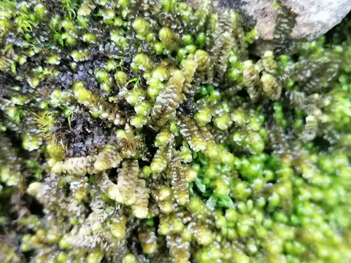 Image of Rough Earwort (Scapania aspera) by (c) Daniel Buczkiewicz, some rights reserved (CC BY-SA)