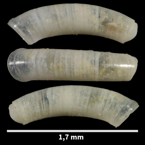 Caecum auriculatum observed 2023-08-22
