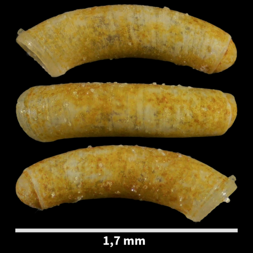Caecum auriculatum observed 2023-08-22