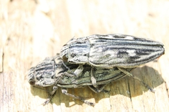 Chalcophora mariana