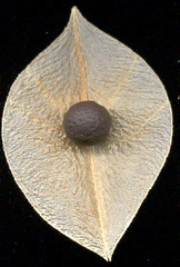 Cardiospermum grandiflorum