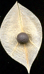 Cardiospermum grandiflorum