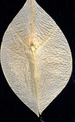 Cardiospermum grandiflorum