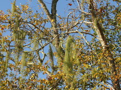 Hymenocardia ulmoides