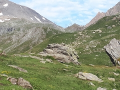 Oenanthe oenanthe