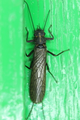 Perlodinae