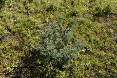 Lupinus arcticus
