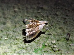 Lipocosmodes fuliginosalis