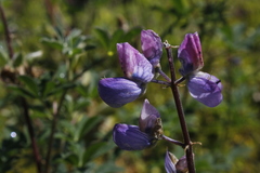 Lupinus arcticus