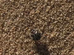 Zophosis fairmairei