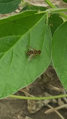 Parhelophilus integer